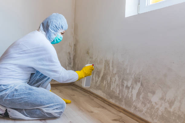 Licensed Crawl Space Mold Remediation service in Nunica, MI - Car Mold Remediation