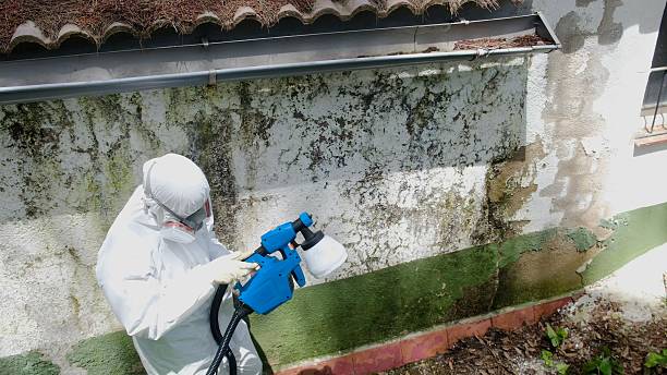 Top rated local Crawl Space Mold Remediation specialists in Nunica, MI